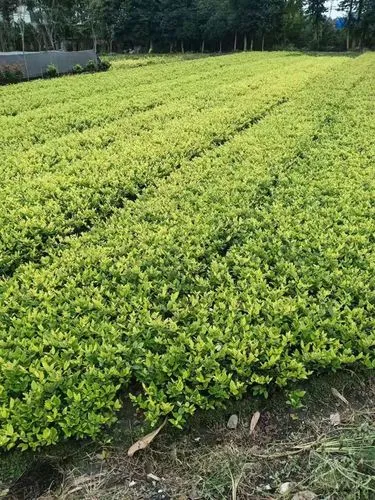 网球拍拍框厚有什么弊端